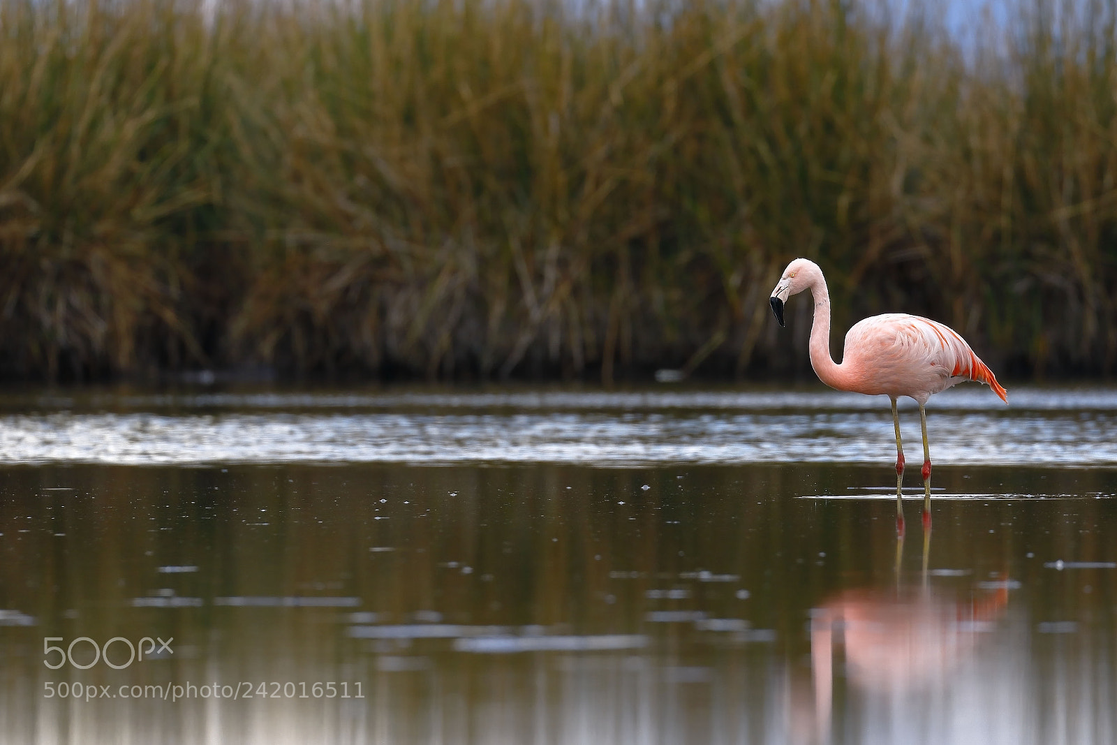 Canon EOS 7D Mark II sample photo. Flamenco chileno phoenicopterus chilensis photography