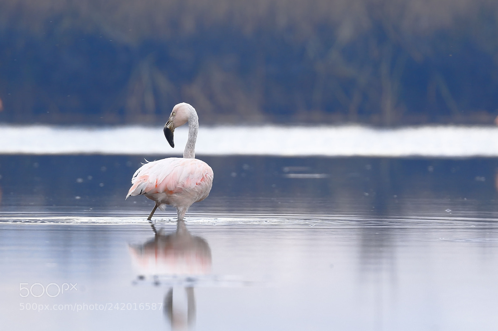 Canon EOS 7D Mark II sample photo. Flamenco chileno phoenicopterus chilensis photography