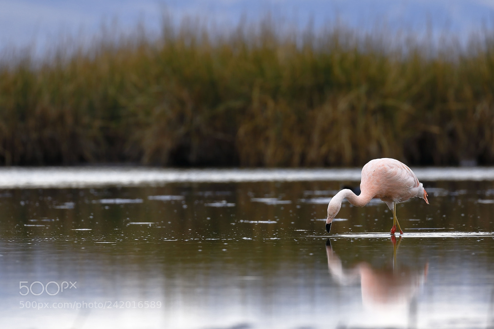 Canon EOS 7D Mark II sample photo. Flamenco chileno phoenicopterus chilensis photography