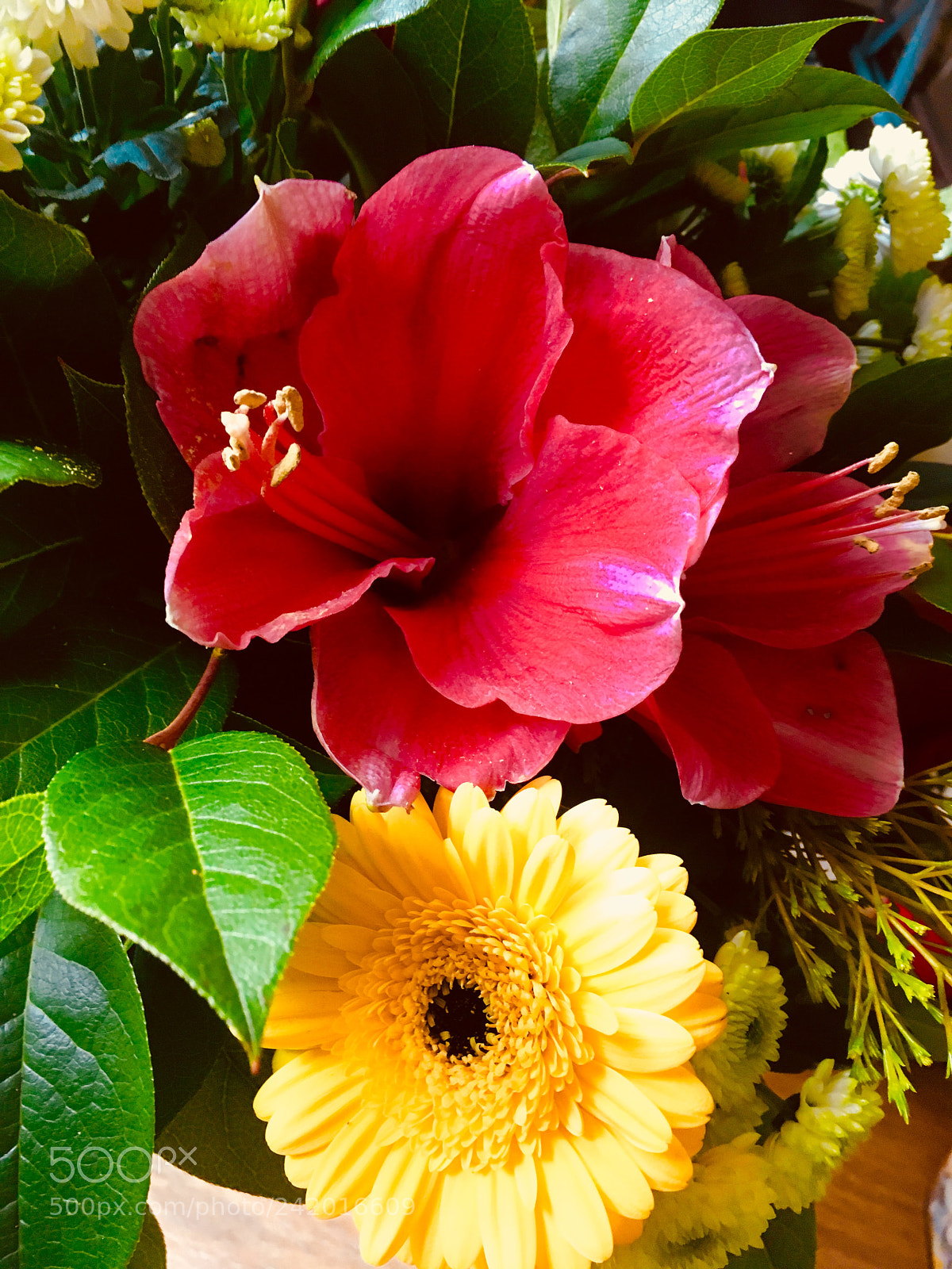 Apple iPhone 6s sample photo. Flowers photography