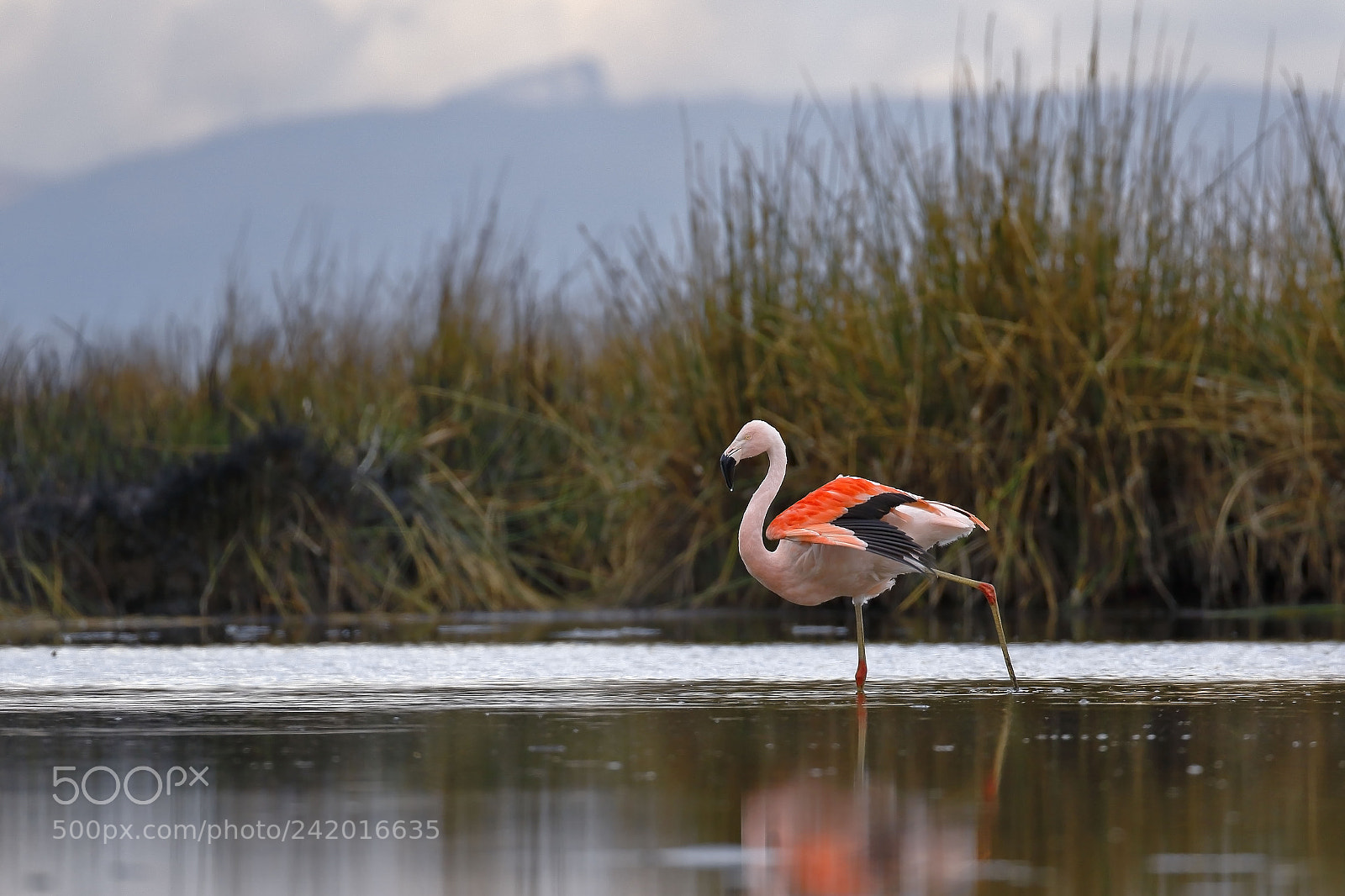 Canon EOS 7D Mark II sample photo. Flamenco chileno phoenicopterus chilensis photography