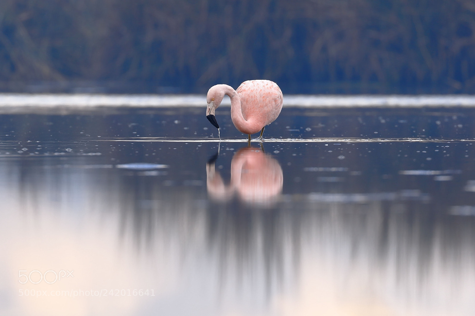 Canon EOS 7D Mark II sample photo. Flamenco chileno phoenicopterus chilensis photography