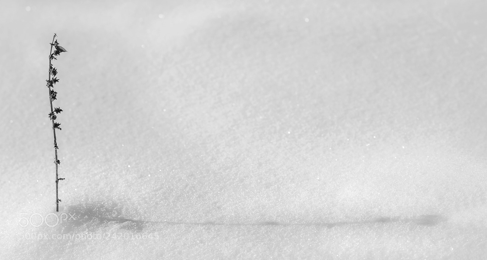 Pentax K-S2 sample photo. L'ombre photography