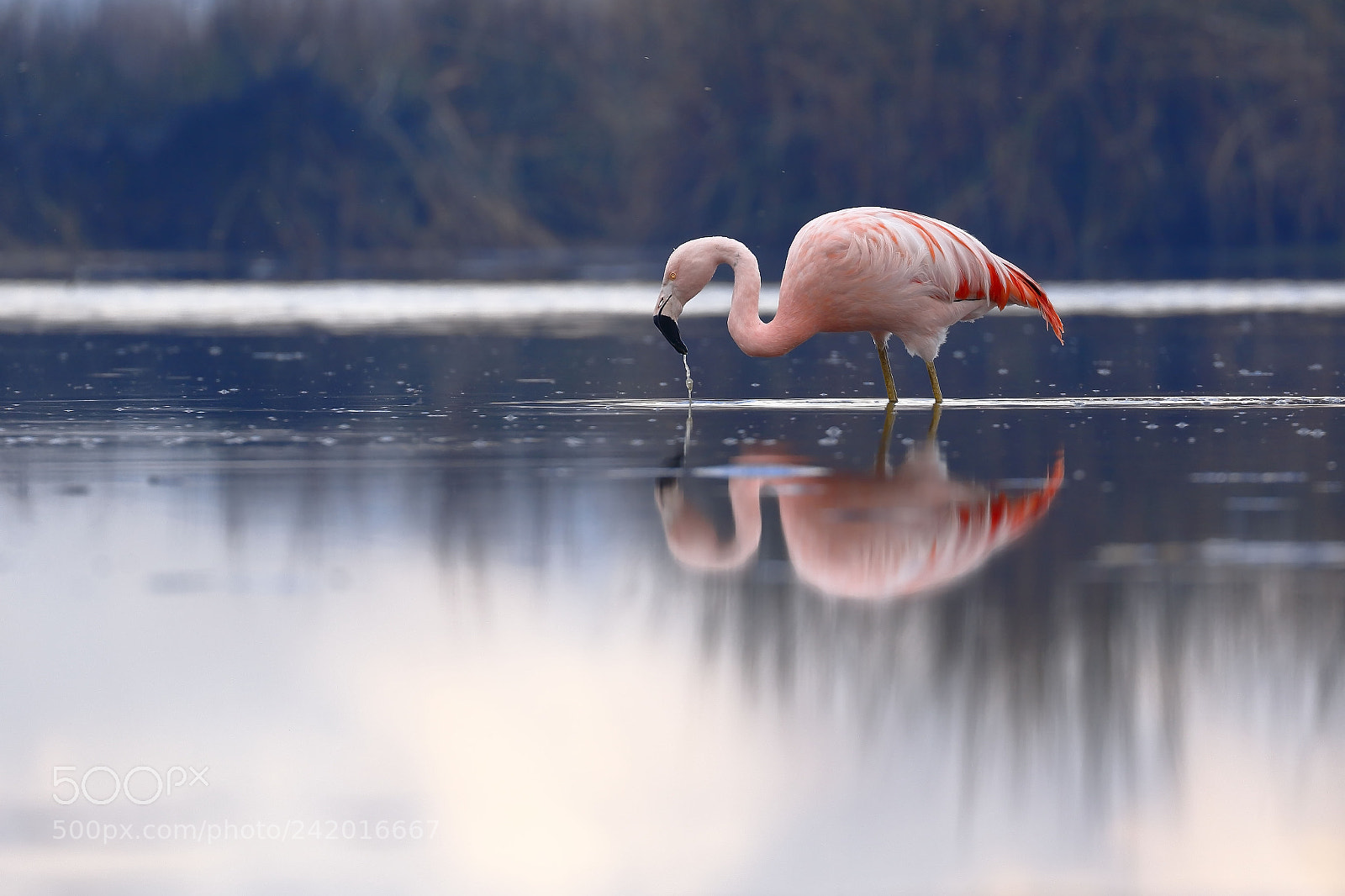 Canon EOS 7D Mark II sample photo. Flamenco chileno phoenicopterus chilensis photography