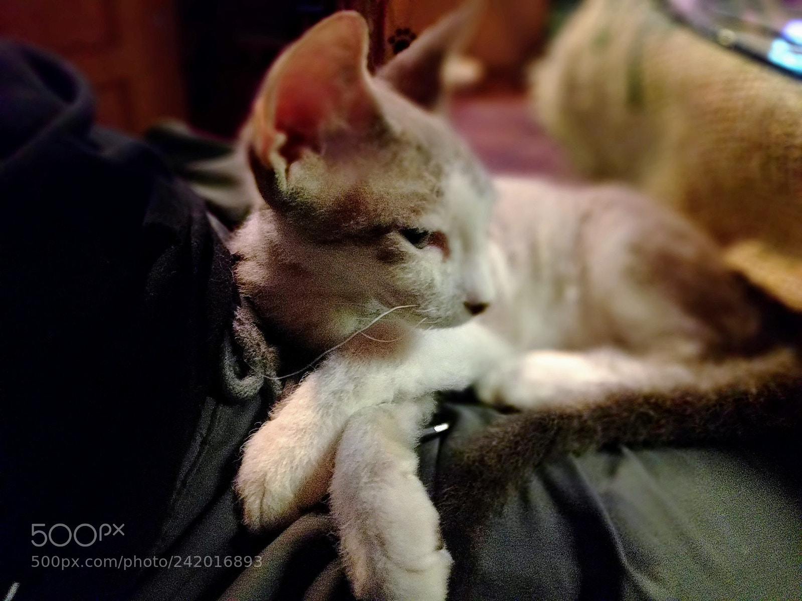 Google Nexus 6P sample photo. Untitled photography