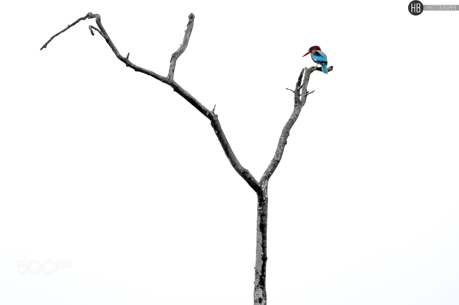 Canon EOS 1200D (EOS Rebel T5 / EOS Kiss X70 / EOS Hi) sample photo. White-throated kingfisher photography