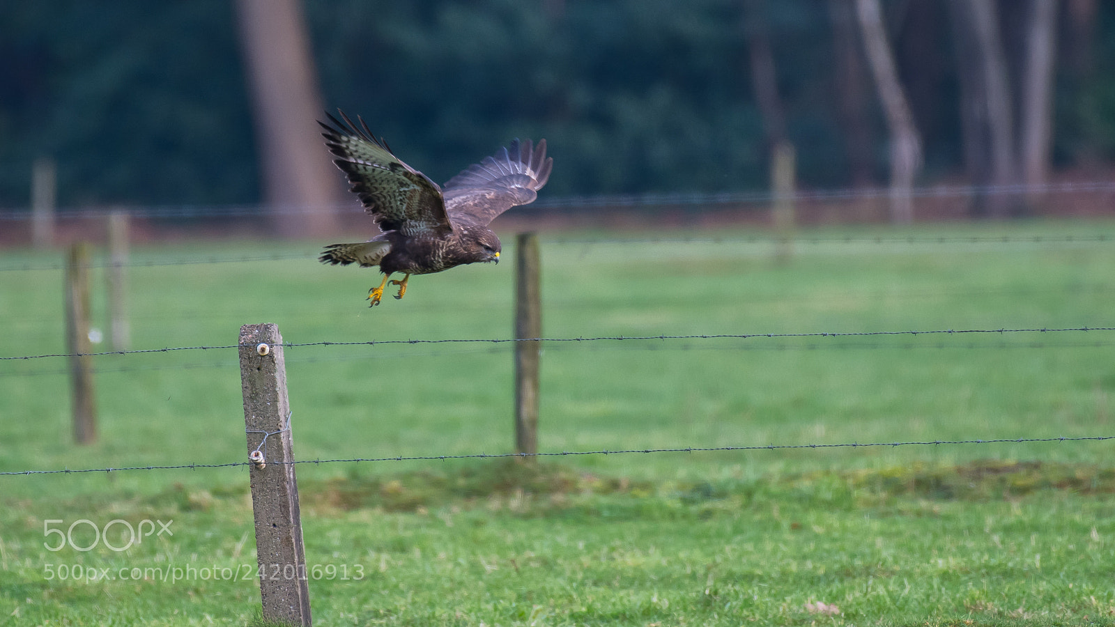 Nikon D500 sample photo. Buizerd photography