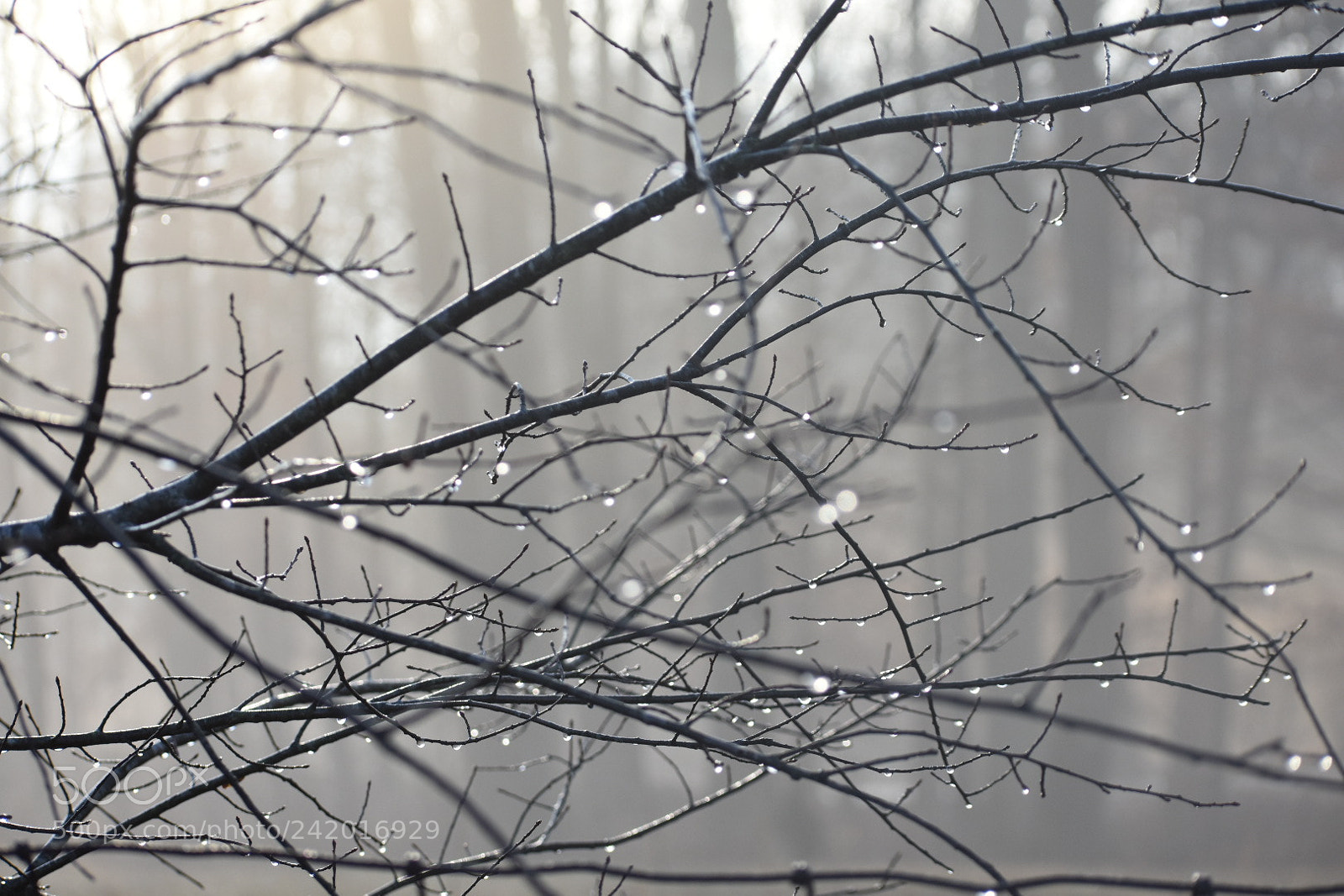 Nikon D3400 sample photo. Drops photography