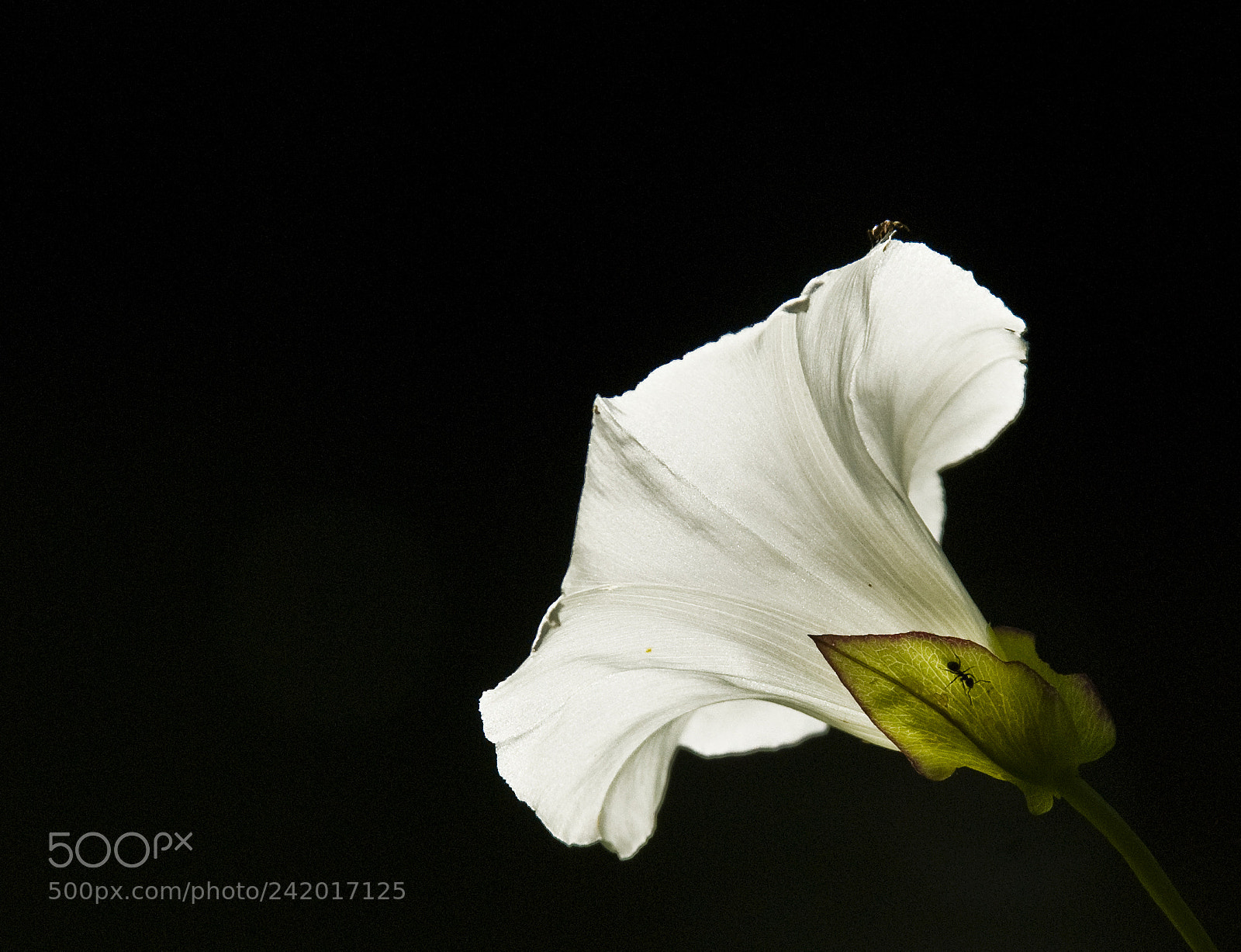 Nikon D80 sample photo. White flower photography