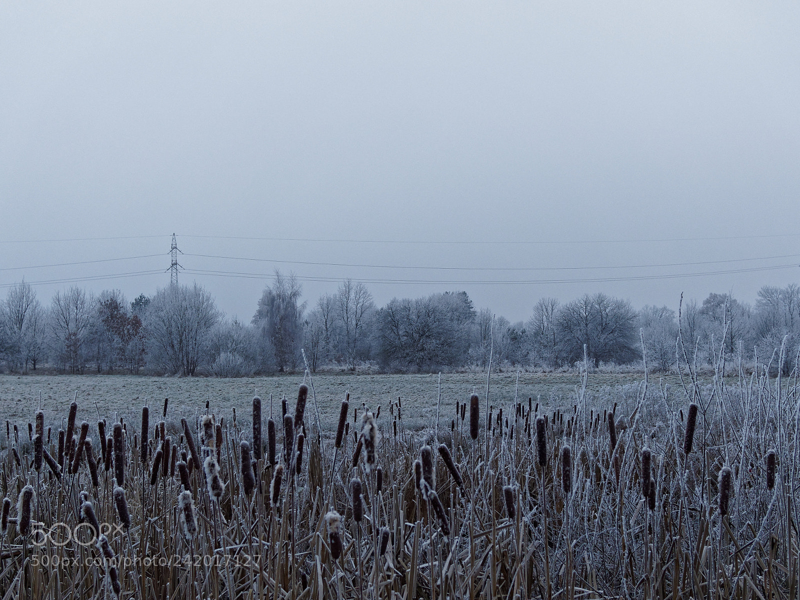 Olympus OM-D E-M10 sample photo. Frozen world . photography