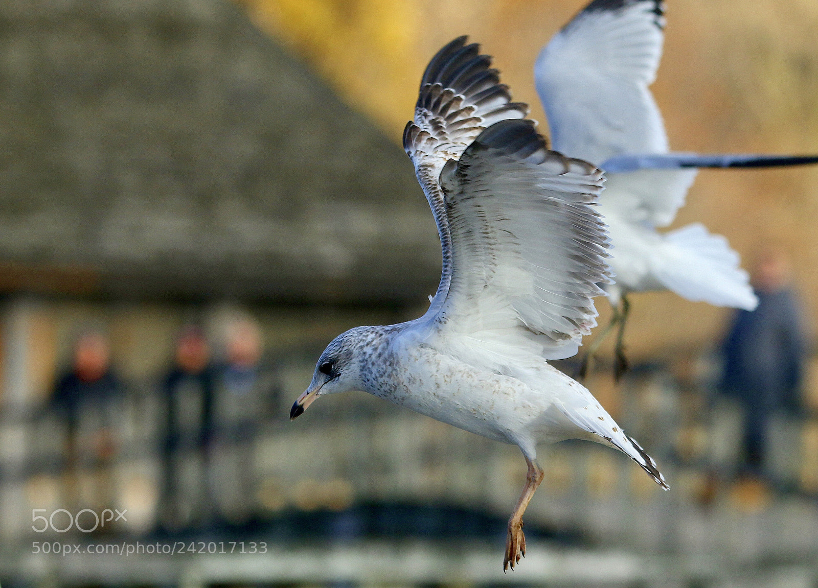 Canon EOS 7D Mark II sample photo. Fly photography