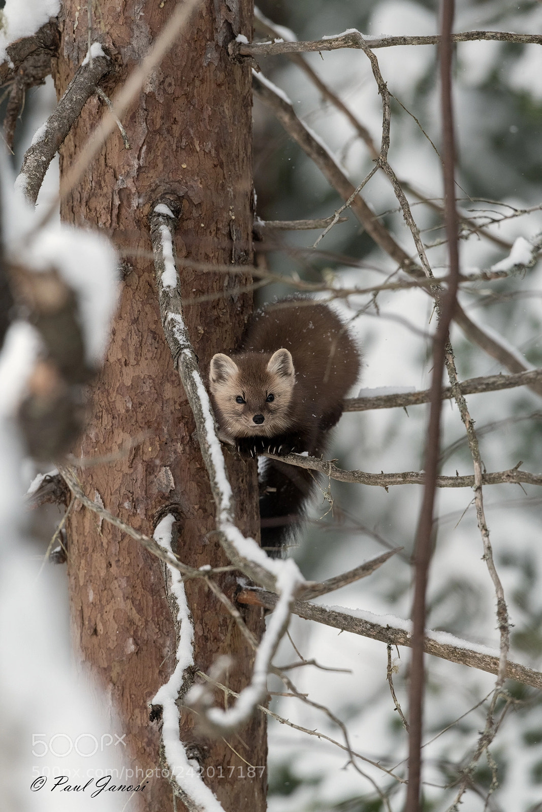 Nikon D850 sample photo. Pine marten photography