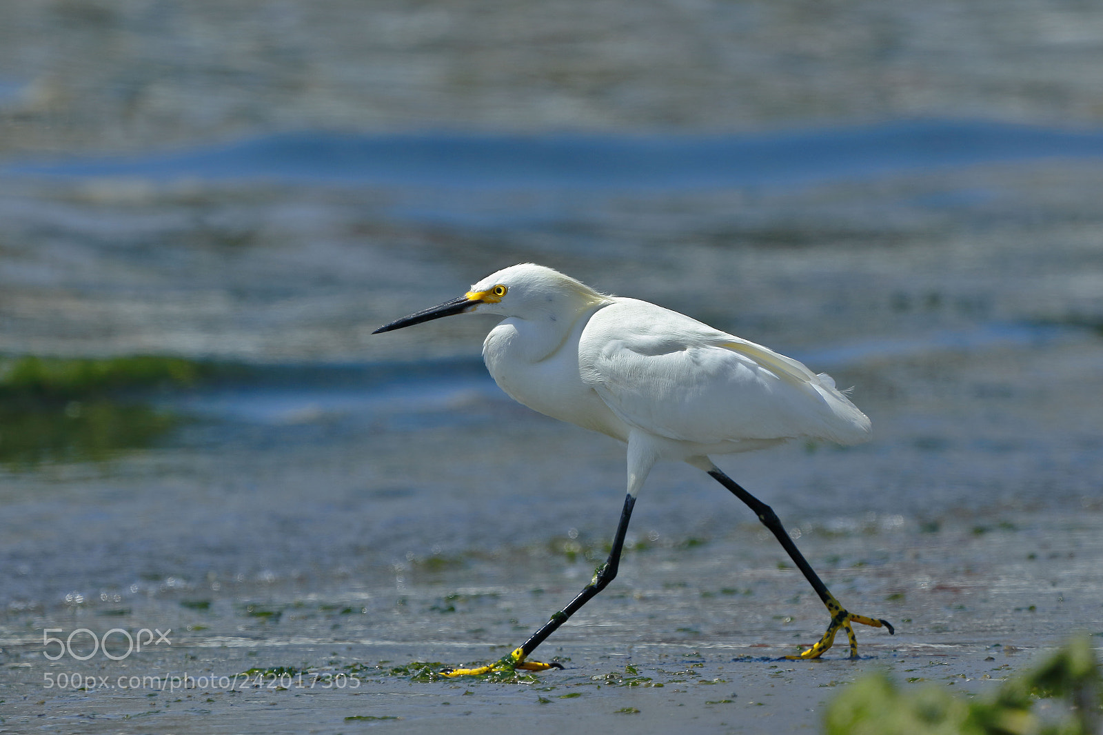 Canon EOS 7D Mark II sample photo. Garceta n vea egretta photography