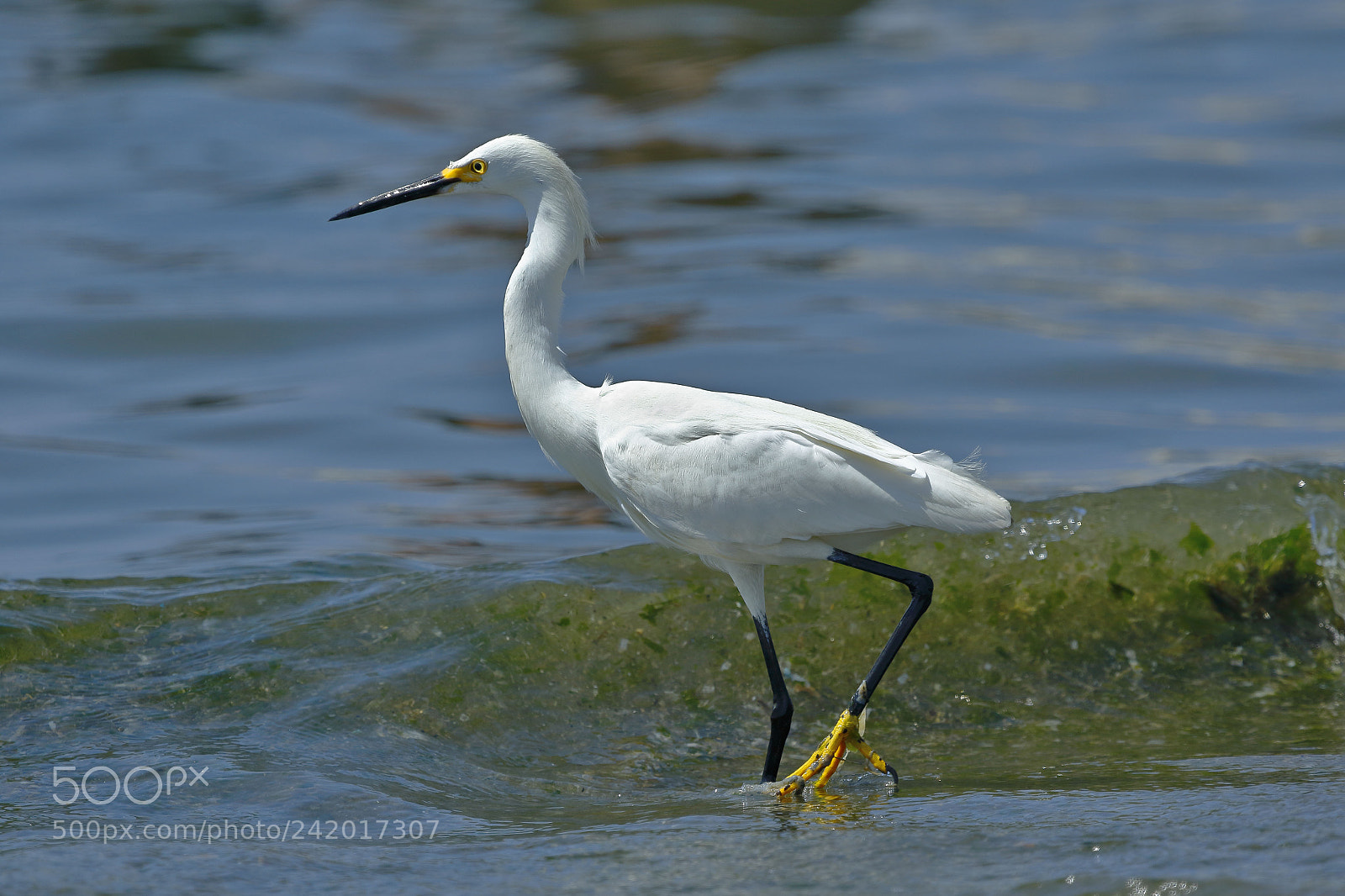 Canon EOS 7D Mark II sample photo. Garceta n vea egretta photography