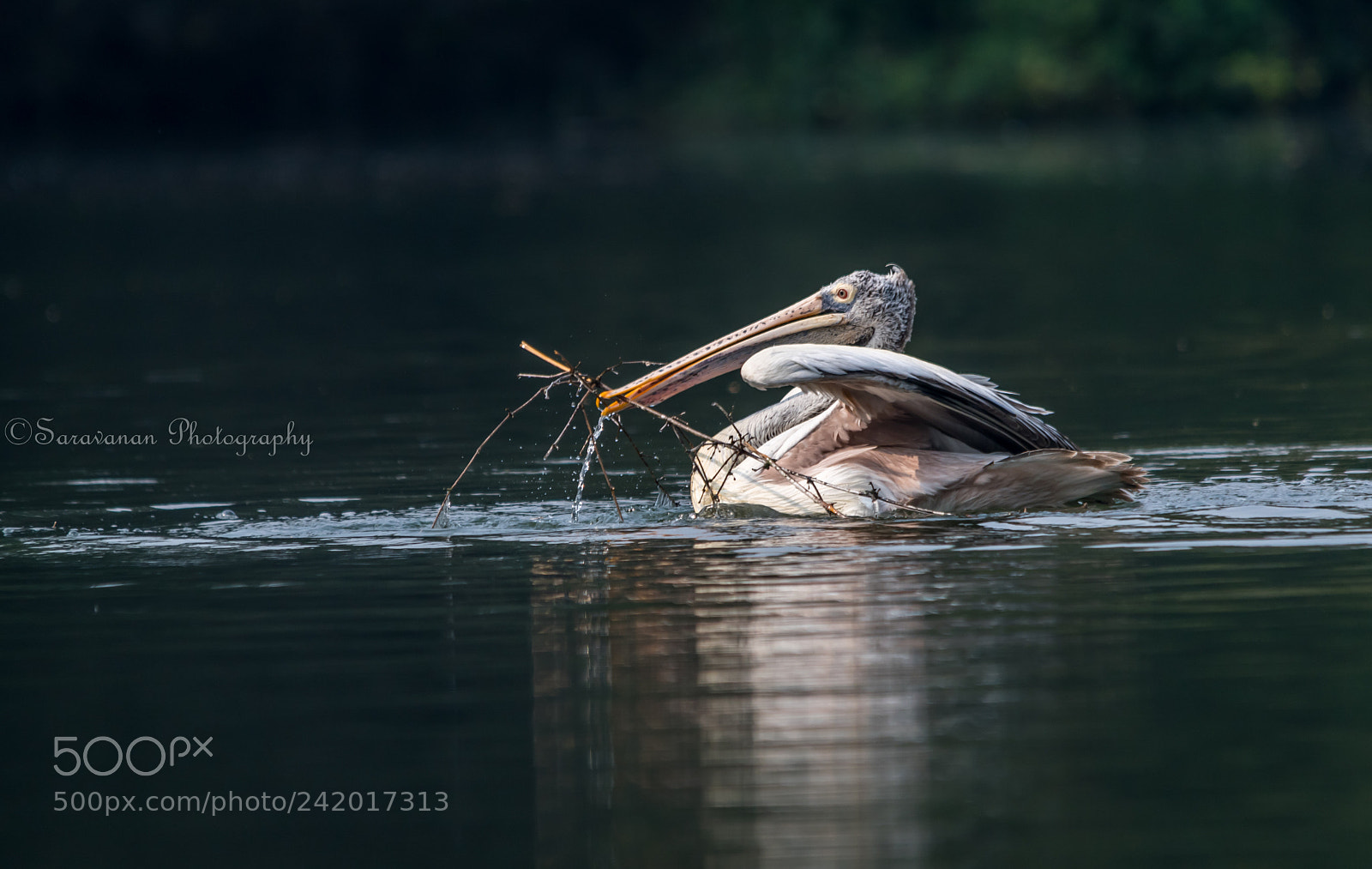 Nikon D500 sample photo. Pelican photography