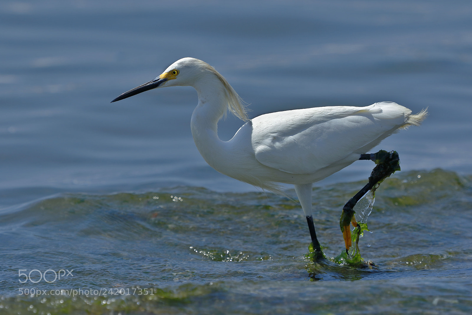 Canon EOS 7D Mark II sample photo. Garceta n vea egretta photography
