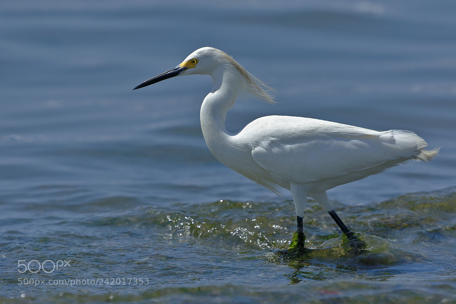 Canon EOS 7D Mark II sample photo. Garceta n vea egretta photography