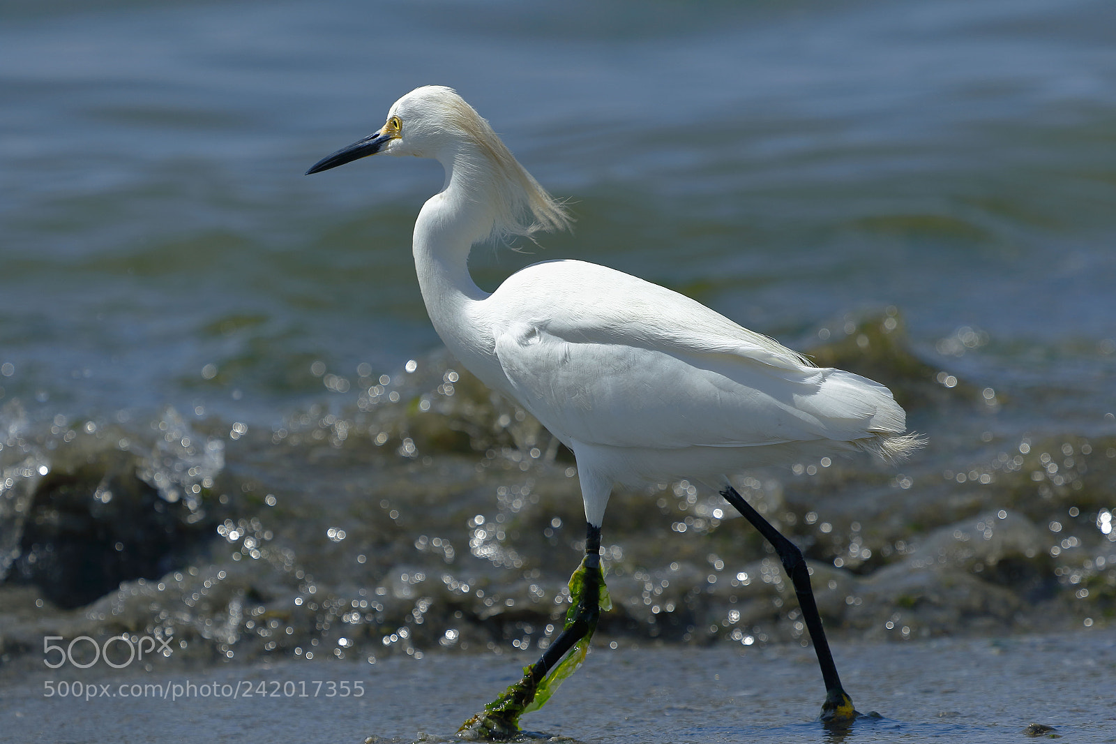 Canon EOS 7D Mark II sample photo. Garceta n vea egretta photography