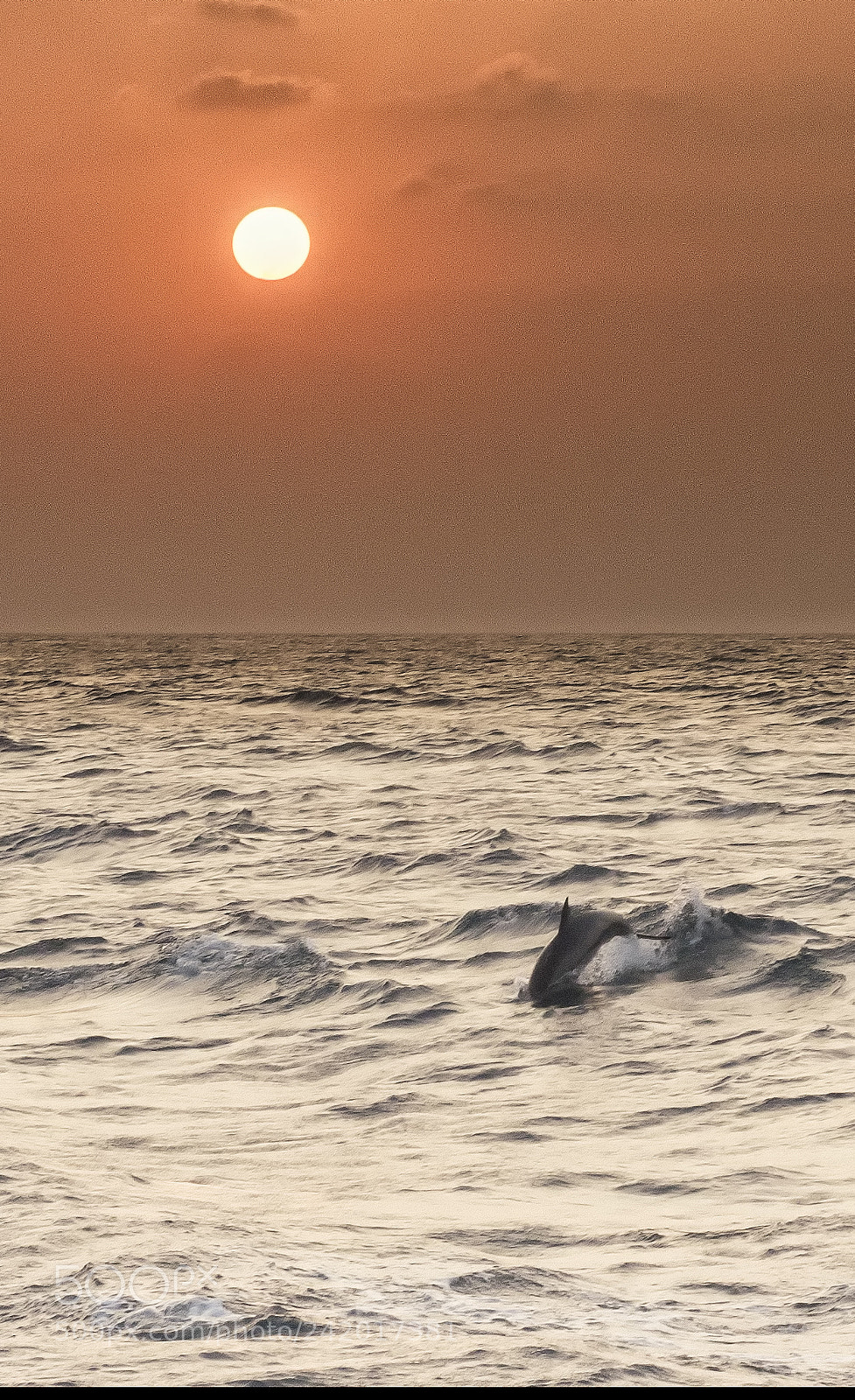 Olympus OM-D E-M5 II sample photo. Dolphin play photography