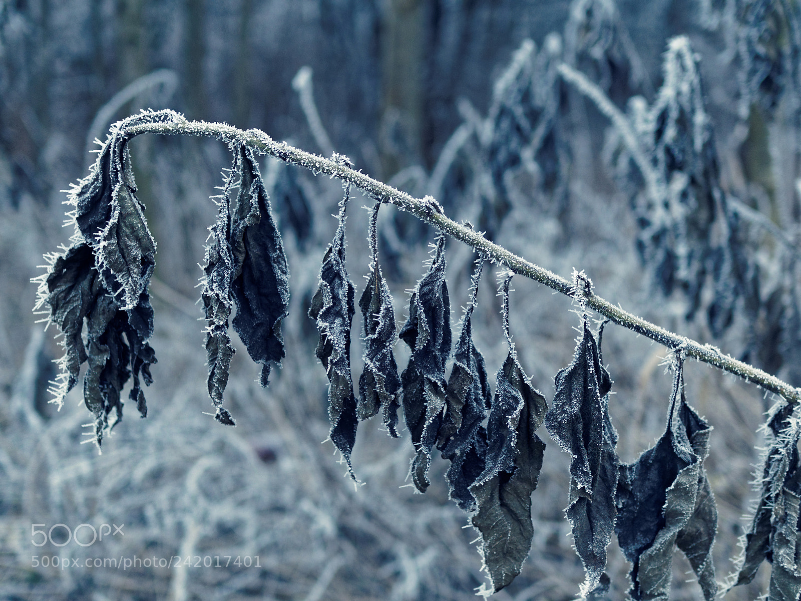 Olympus OM-D E-M10 sample photo. Winter is coming ? photography