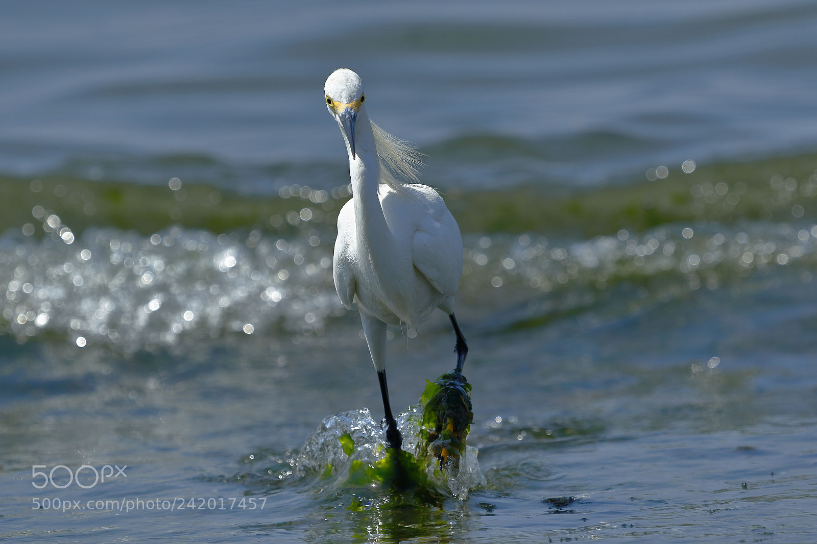 Canon EOS 7D Mark II sample photo. Garceta n vea egretta photography