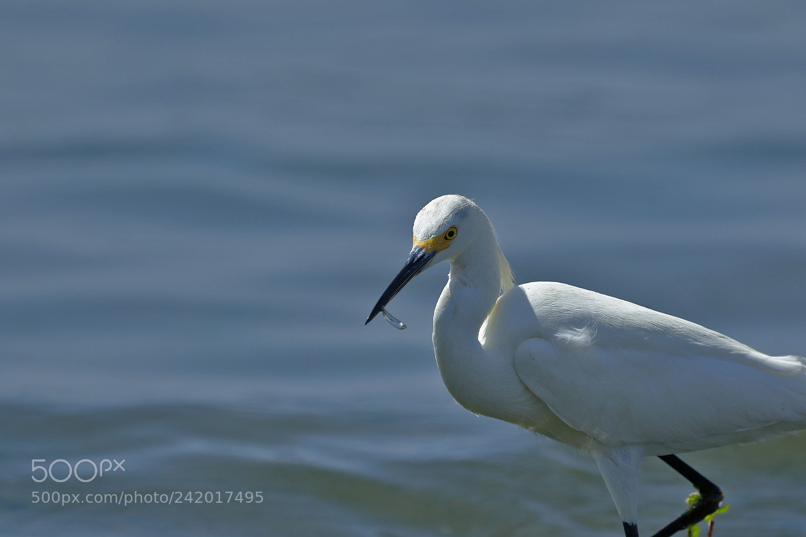 Canon EOS 7D Mark II sample photo. Garceta n vea egretta photography