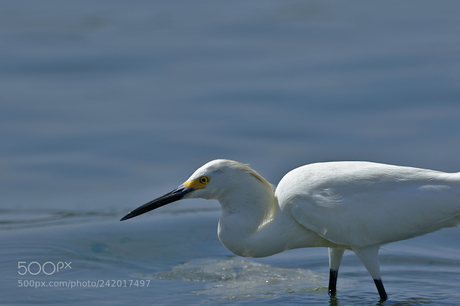 Canon EOS 7D Mark II sample photo. Garceta n vea egretta photography