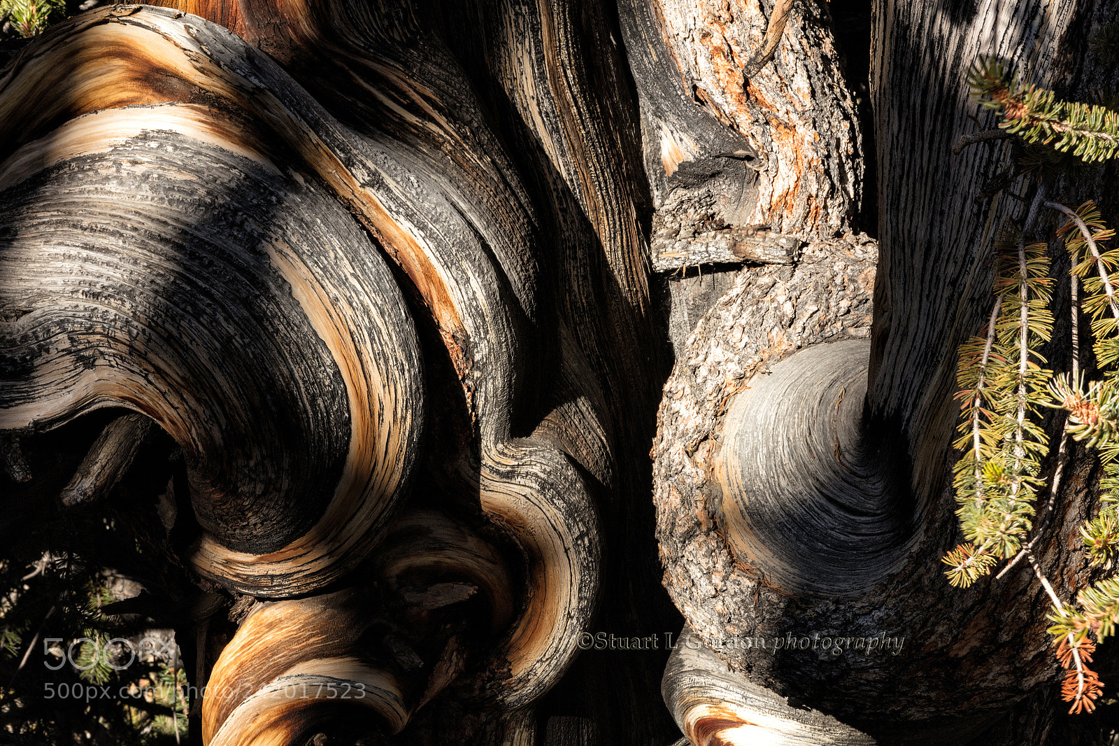Canon EOS 5DS R sample photo. Gnarly photography