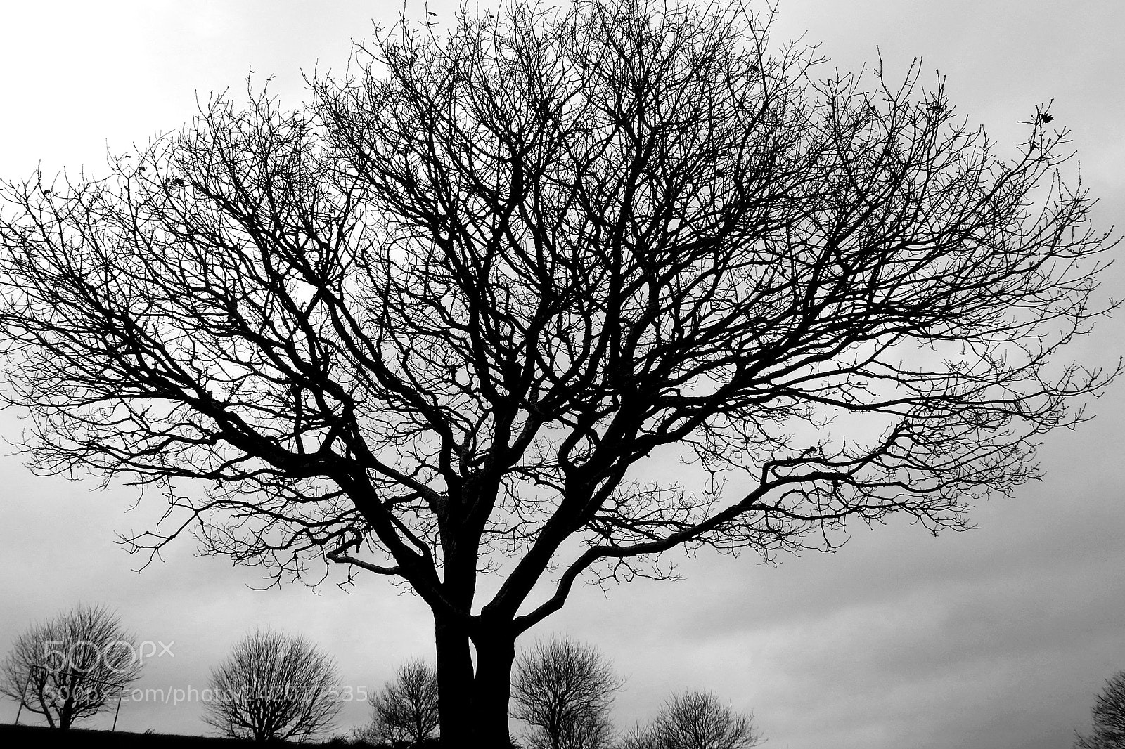 Nikon Coolpix P900 sample photo. Tree on the downs photography