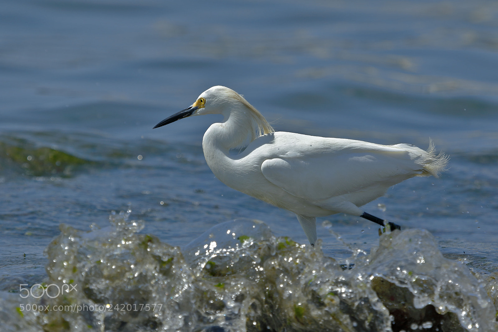 Canon EOS 7D Mark II sample photo. Garceta n vea egretta photography