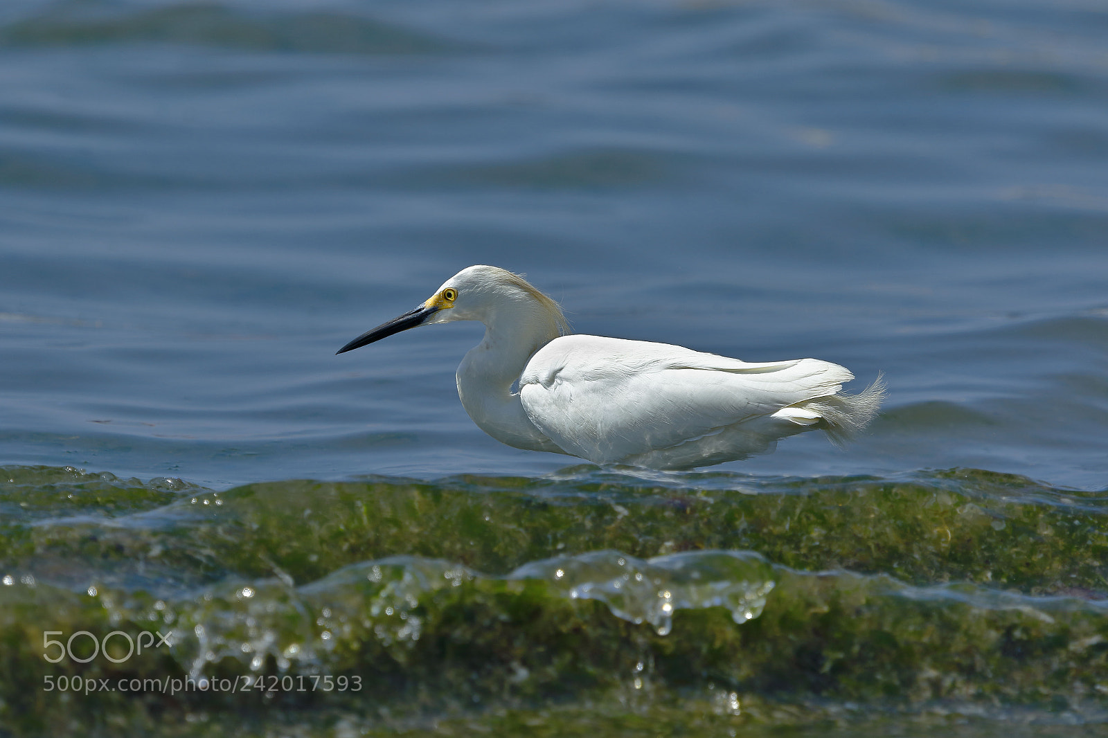 Canon EOS 7D Mark II sample photo. Garceta n vea egretta photography