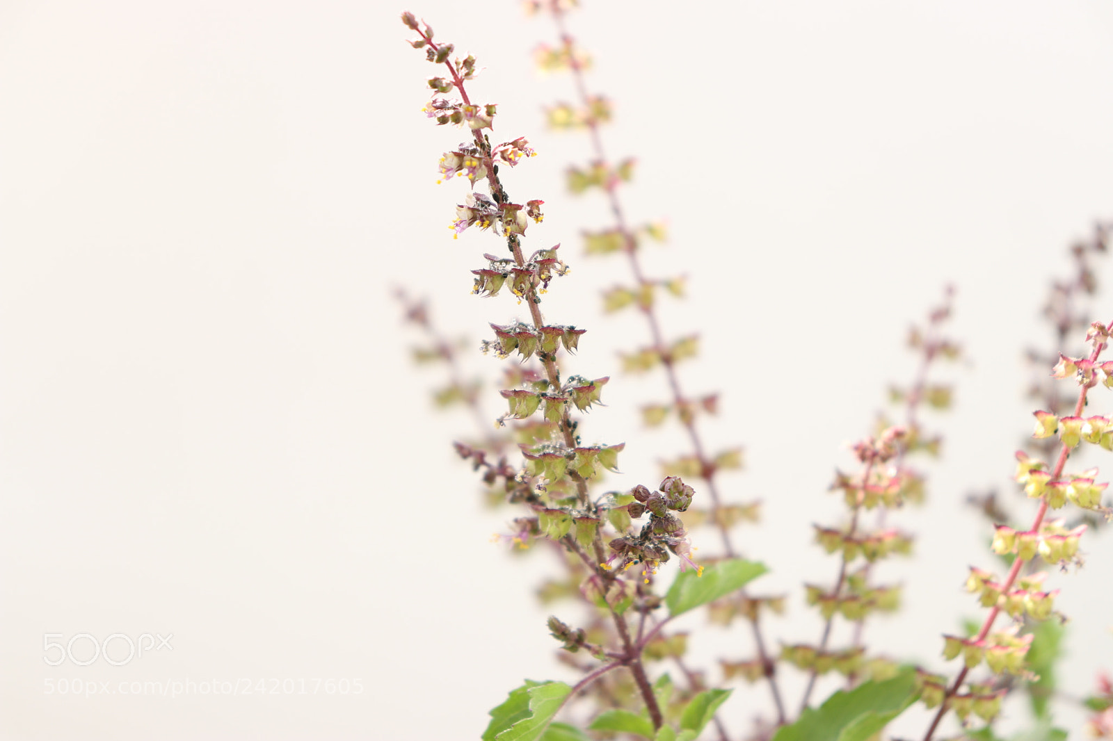 Canon EOS 200D (EOS Rebel SL2 / EOS Kiss X9) sample photo. Holy basil...standing out photography