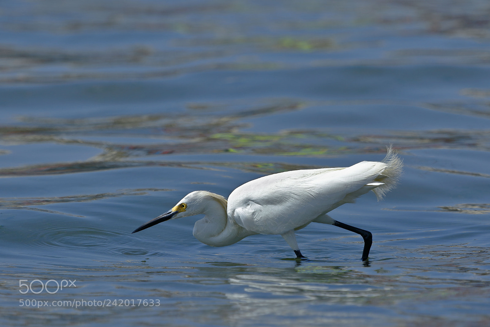 Canon EOS 7D Mark II sample photo. Garceta n vea egretta photography