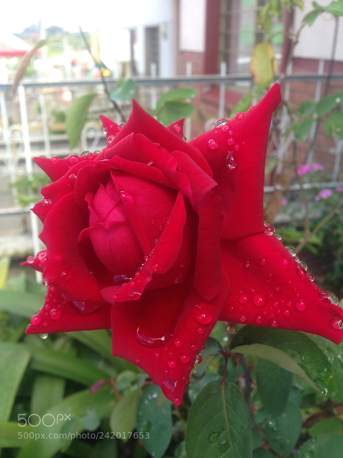 Apple iPhone 5 sample photo. Untitled photography