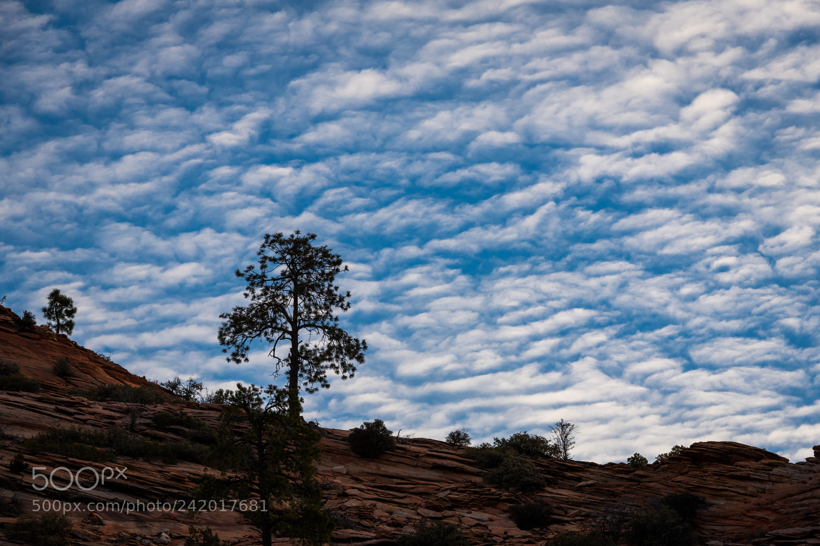 Nikon D850 sample photo. Tree of zion photography