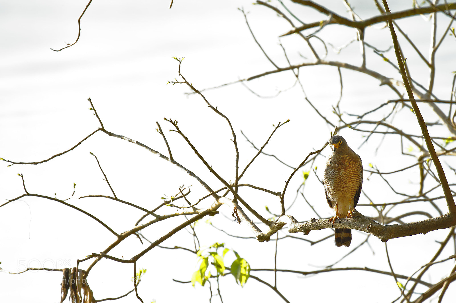 Canon EOS 7D Mark II sample photo. Gavil n pollero buteo photography