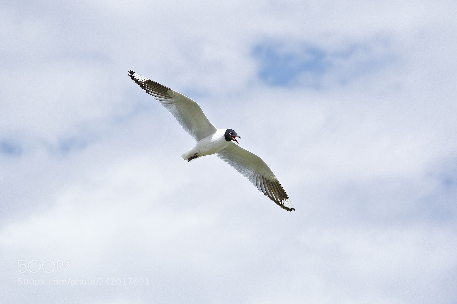 Canon EOS 7D Mark II sample photo. Gaviota andina (chroicocephalus serranus) photography