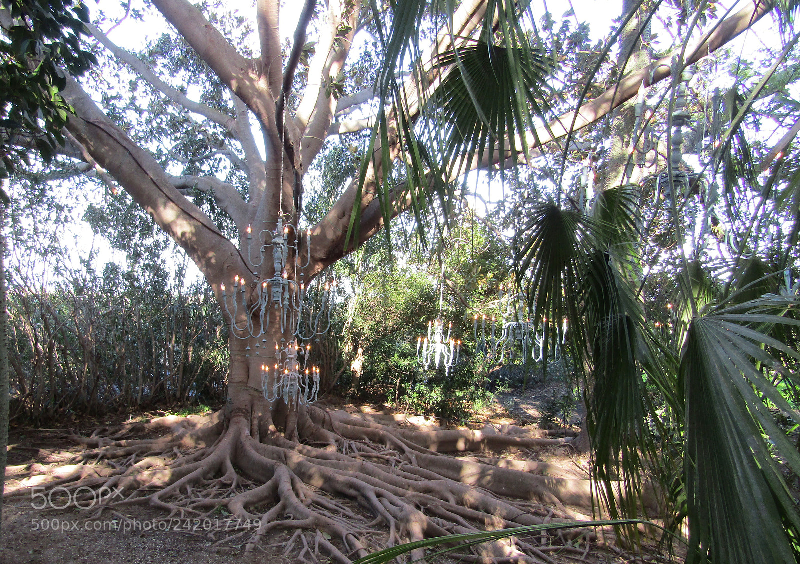 Canon POWERSHOT SX430 IS sample photo. Imgun grande ficus presso photography