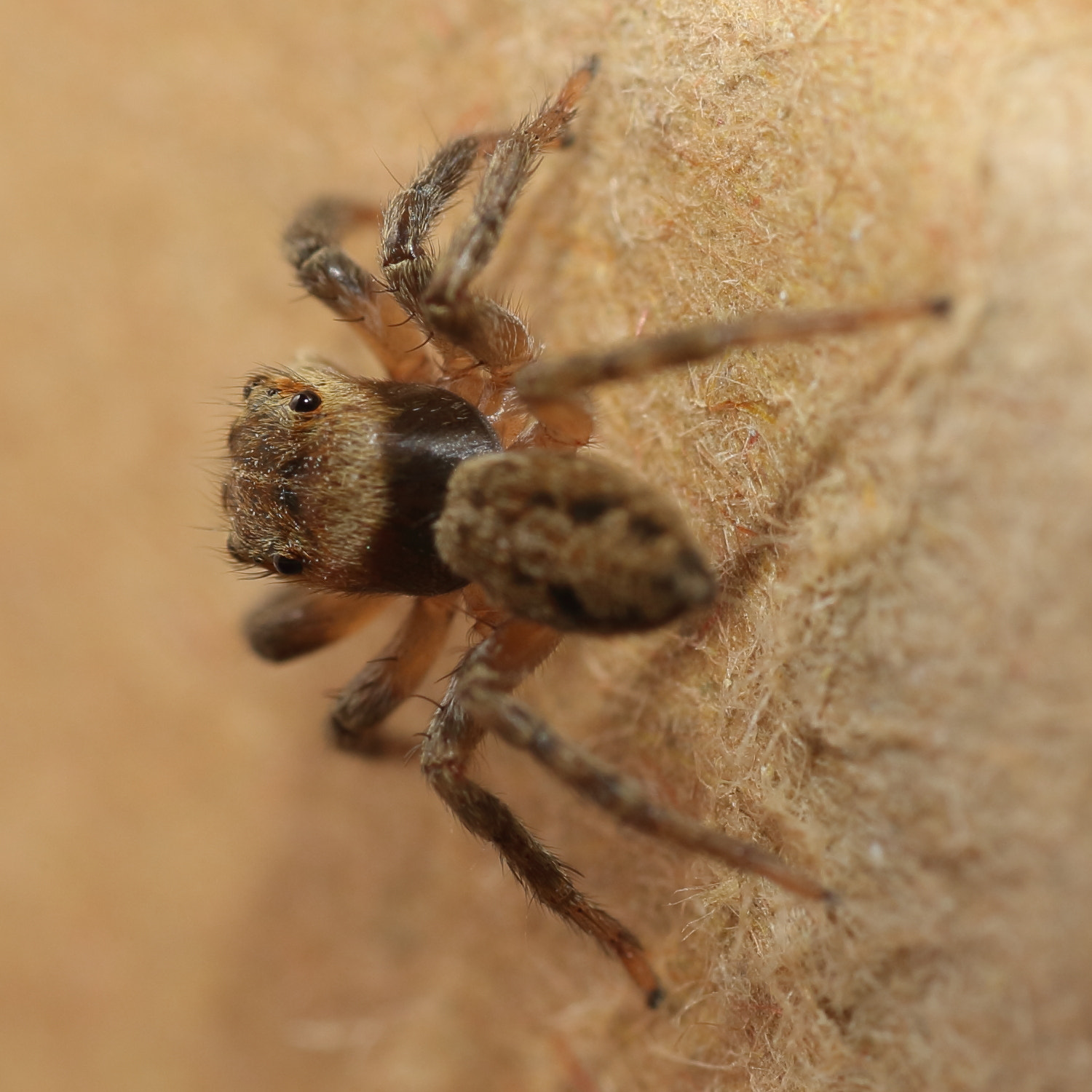 Canon EOS-1D Mark III + Tamron SP AF 90mm F2.8 Di Macro sample photo. Jumping spider photography