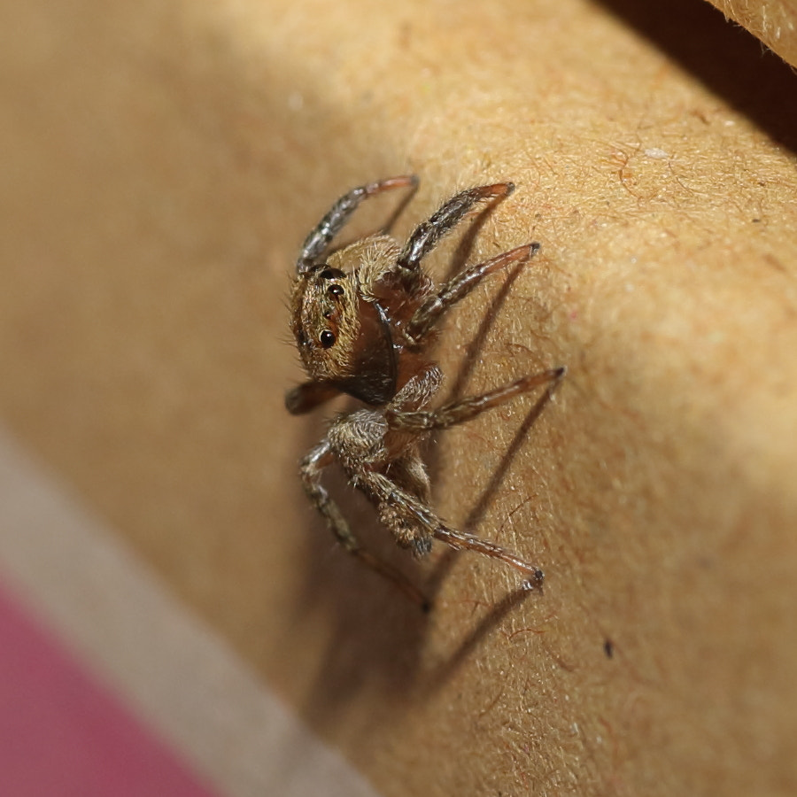 Canon EOS-1D Mark III + Tamron SP AF 90mm F2.8 Di Macro sample photo. Jumping spider photography