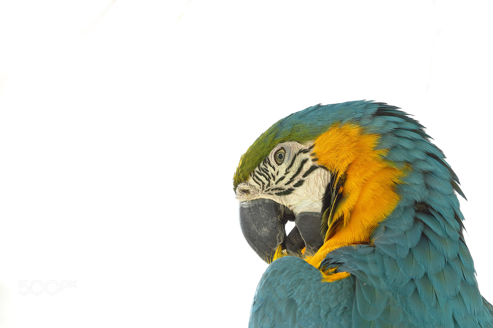 Canon EOS 7D Mark II sample photo. Guacamayo azulamarillo (ara ararauna) photography