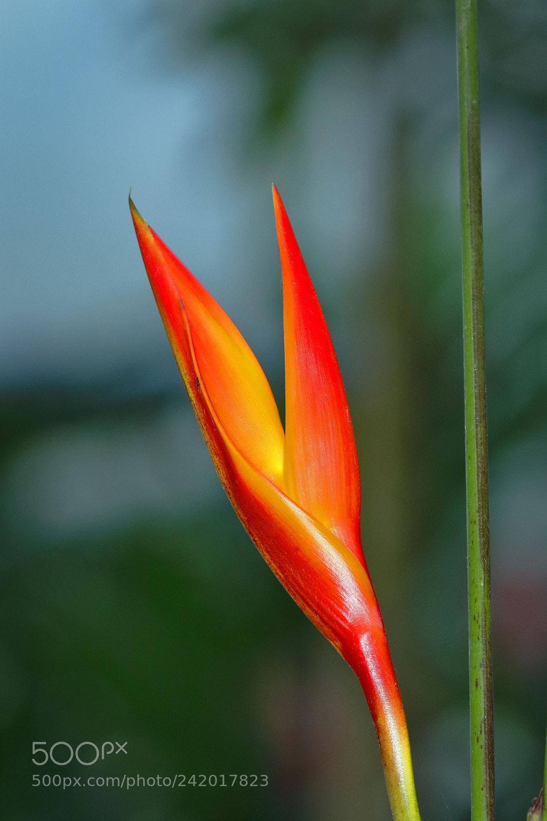 Canon EOS 7D Mark II sample photo. Heliconia sp. photography