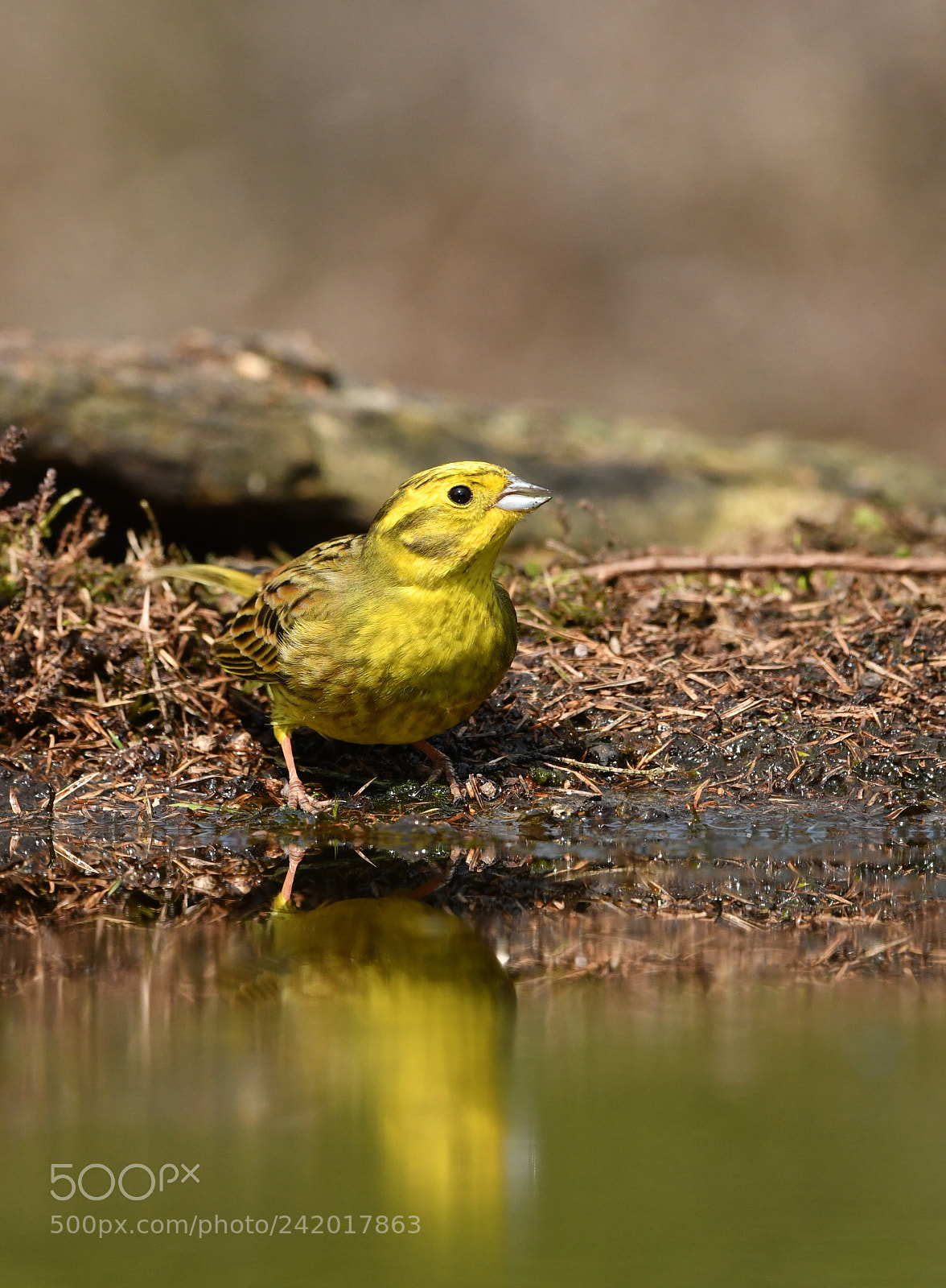 Nikon D500 + Nikon AF-S Nikkor 500mm F4G ED VR sample photo. Geelgors photography