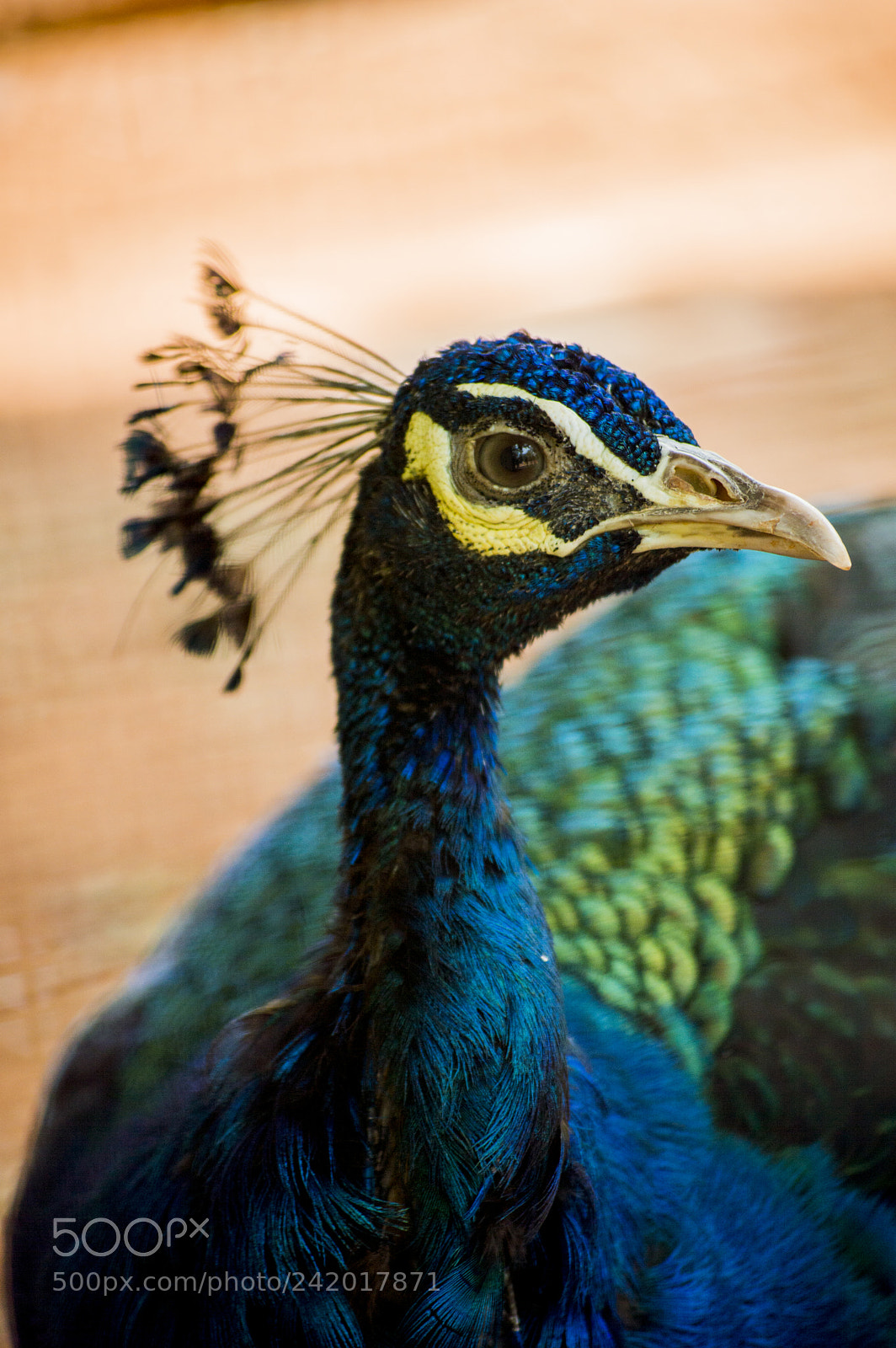 Nikon D3200 sample photo. An indian peacock photography