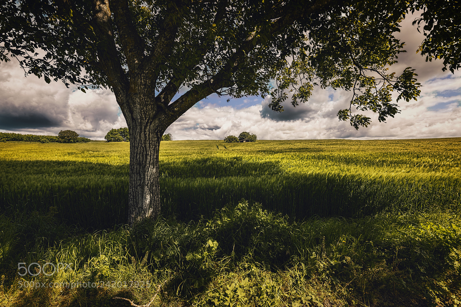 Nikon D810 sample photo. Beneath the walnut tree photography
