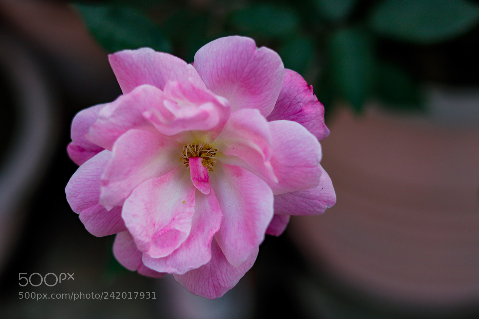 Canon EOS 77D (EOS 9000D / EOS 770D) sample photo. My garden photography
