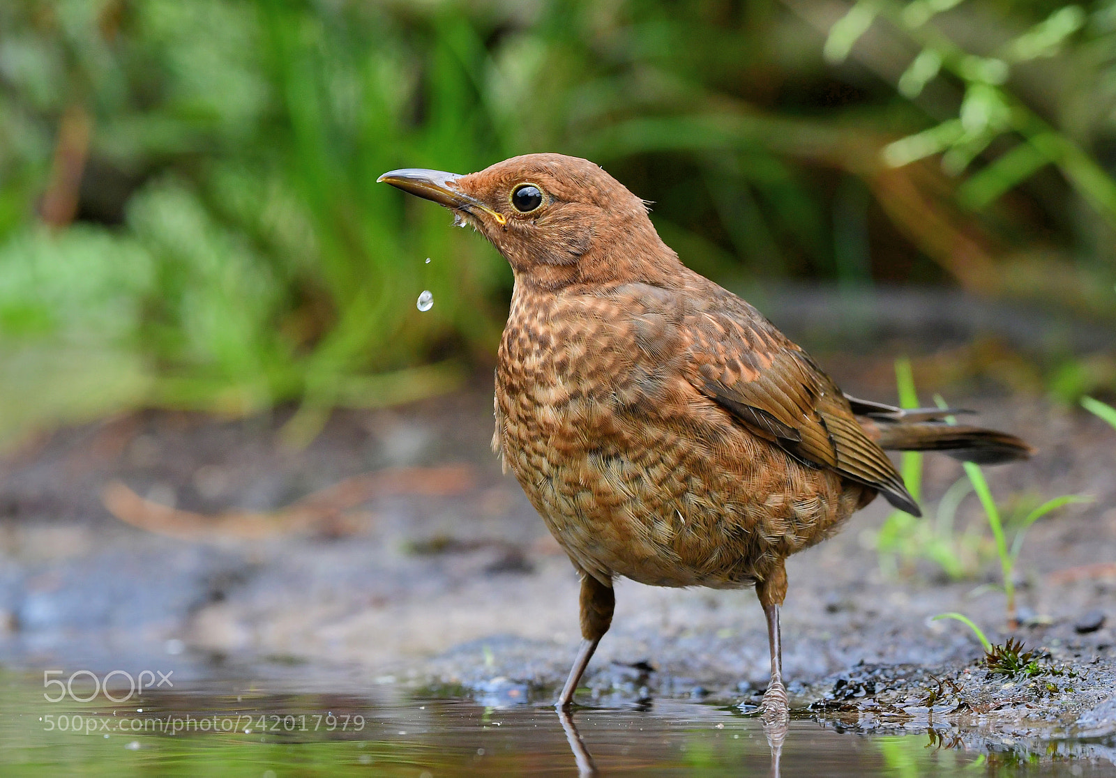 Nikon D500 + Nikon AF-S Nikkor 500mm F4G ED VR sample photo. Merel photography
