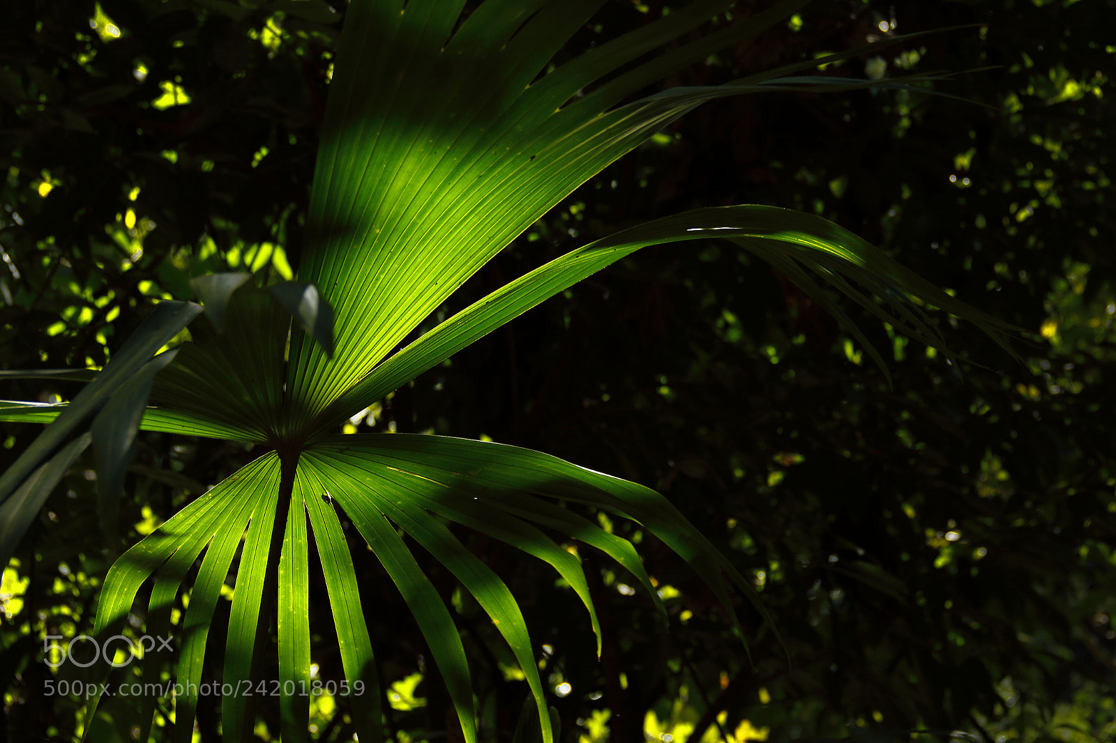 Canon EOS 7D Mark II sample photo. Hoja de palmera photography