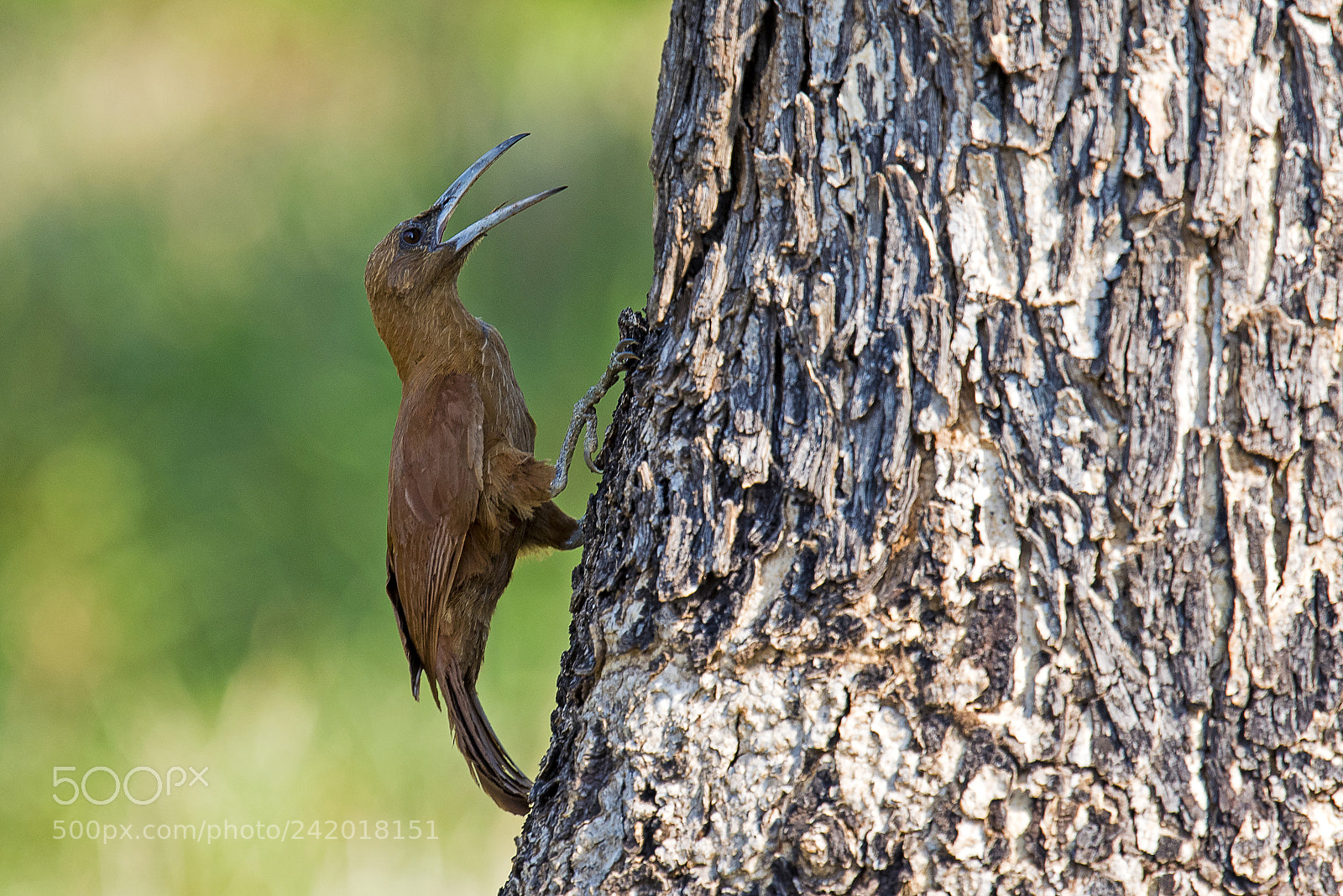 Nikon D810 sample photo. Great rufous woodcreeper photography