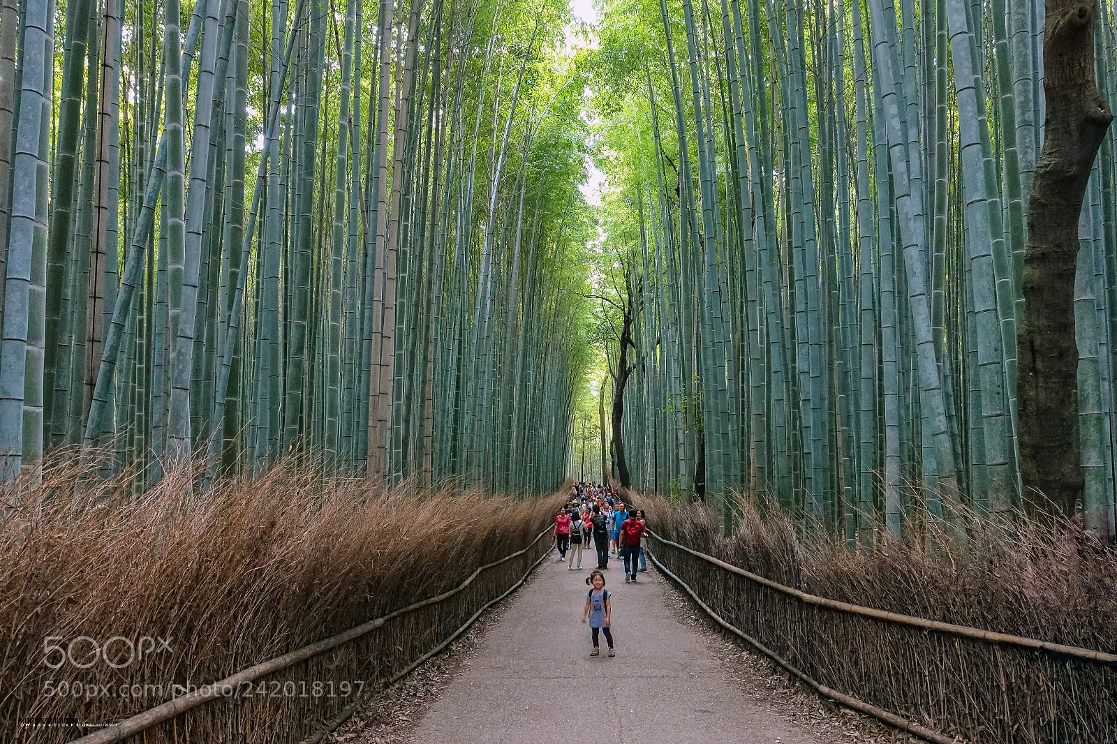 Sony Cyber-shot DSC-RX100 III sample photo. Bamboo forest (iii) photography